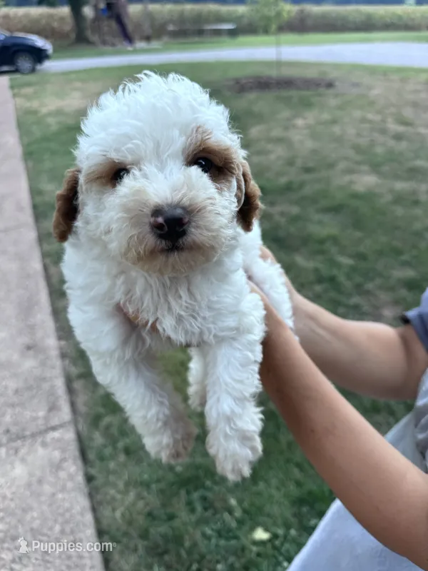 Mickey – Poodle - Miniature  puppy for sale in Hopkinsville, KY