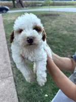 Mickey, a male Poodle - Miniature  for sale in Hopkinsville, KY – 1 of 2