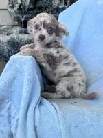 Peewee, a male Chihuahua for sale in Hopkinsville, KY – 7 of 7