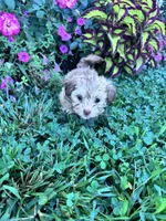 Teddy, a male Havanese for sale in Hopkinsville, KY – 2 of 5
