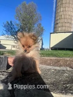 Bandit – Pomeranian puppy for sale in Hopkinsville, KY