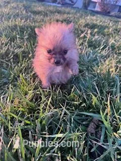 Bandit – Pomeranian puppy for sale in Hopkinsville, KY