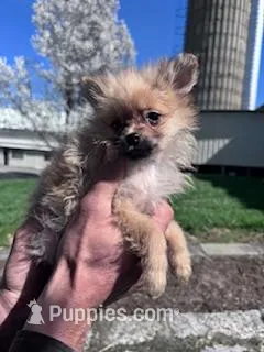 Bandit – Pomeranian puppy for sale in Hopkinsville, KY