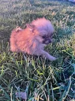 Bandit, a male Pomeranian for sale in Hopkinsville, KY – Photo 2 of 4