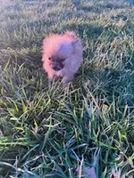 Bandit, a male Pomeranian for sale in Hopkinsville, KY – Photo 4 of 4