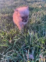 Bandit, a male Pomeranian for sale in Hopkinsville, KY – Photo 3 of 4