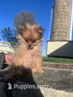 Bandit – Pomeranian puppy for sale in Hopkinsville, KY