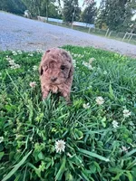 Bitsy, a female Poodle - Miniature  for sale in Hopkinsville, KY – 4 of 6