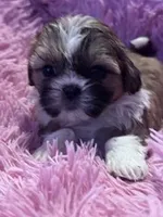 Izzy, a female Shih Tzu for sale in Hopkinsville, KY – Photo 2 of 4