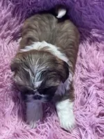 Izzy, a female Shih Tzu for sale in Hopkinsville, KY – Photo 4 of 4