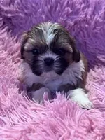 Izzy, a female Shih Tzu for sale in Hopkinsville, KY – Photo 1 of 4
