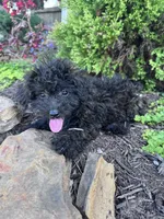 Vegas, a female Yorkipoo for sale in Hopkinsville, KY – 2 of 6