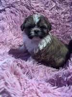 Rocky, a male Shih Tzu for sale in Hopkinsville, KY – Photo 3 of 4