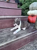 Roxy, a female Boston Terrier for sale in Hopkinsville, KY – 4 of 4