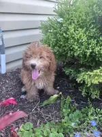 Yeti , a male Yorkipoo for sale in Hopkinsville, KY – 2 of 6