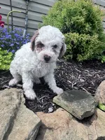 Minnie, a female Poodle - Miniature  for sale in Hopkinsville, KY – 2 of 5