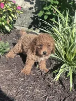 Teddy Bear, a male Poodle - Miniature  for sale in Hopkinsville, KY – 5 of 5
