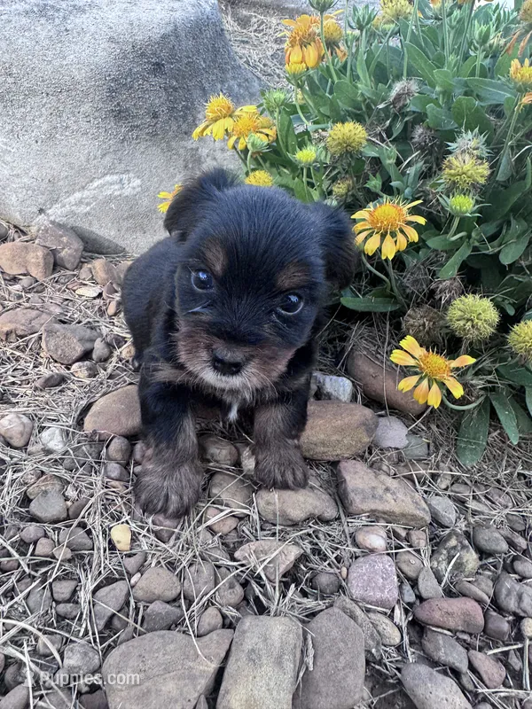 Yogi – Yorkshire Terrier puppy for sale in Hopkinsville, KY