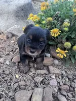Yogi, a male Yorkshire Terrier for sale in Hopkinsville, KY – 1 of 6