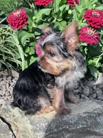 Peanut, a male Yorkshire Terrier for sale in Hopkinsville, KY – 3 of 8