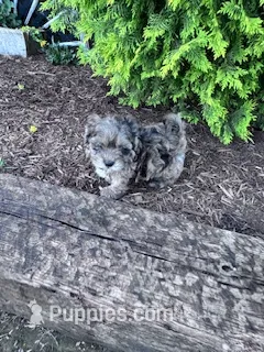 Max – Shihpoo puppy on hold in Hopkinsville, KY
