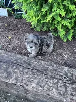 Max, a male Shihpoo for sale in Hopkinsville, KY – 3 of 5