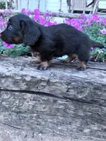 Minnie, a female Miniature Dachshund for sale in Hopkinsville, KY – 4 of 4