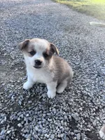 Winston, a male Pembroke Welsh Corgi for sale in Hopkinsville, KY – 2 of 6
