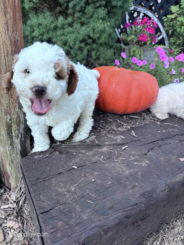 Charlie – Poodle - Miniature  puppy for sale in Hopkinsville, KY