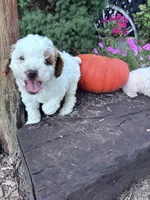 Charlie, a male Poodle - Miniature  for sale in Hopkinsville, KY – 3 of 4