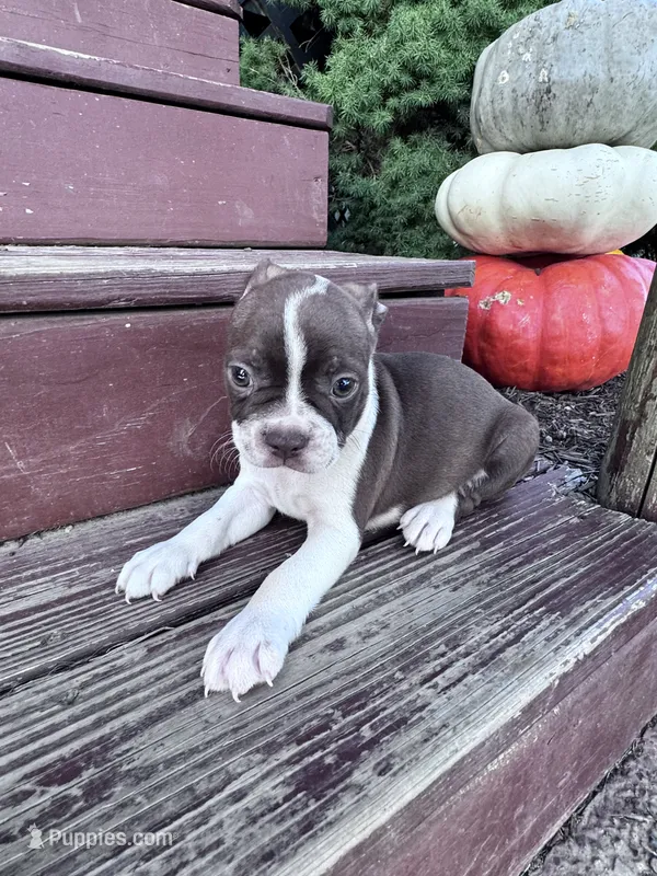 Roxy – Boston Terrier puppy for sale in Hopkinsville, KY