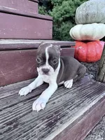 Roxy, a female Boston Terrier for sale in Hopkinsville, KY – 1 of 4