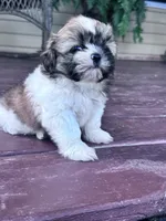 Suzie, a female Shih Tzu for sale in Hopkinsville, KY – 2 of 5