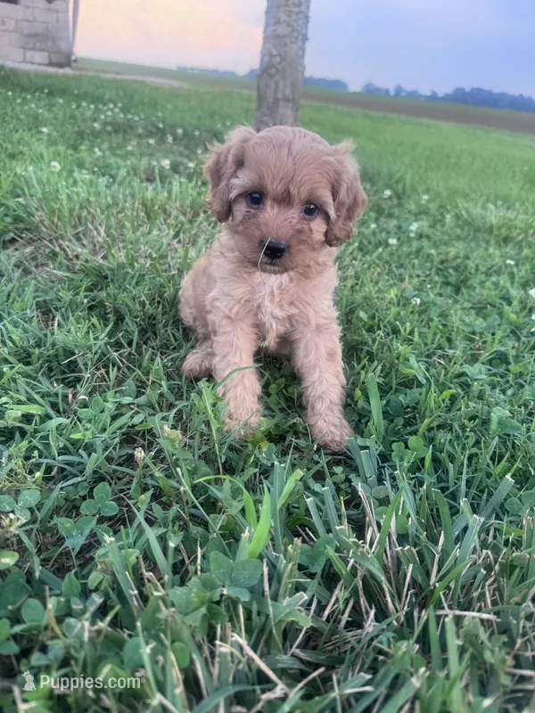 Sadie – Cavapoo puppy for sale in Hopkinsville, KY