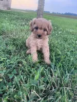 Sadie, a female Cavapoo for sale in Hopkinsville, KY – 1 of 9