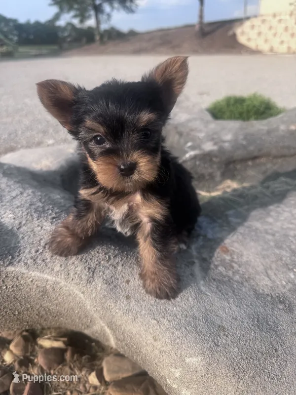 Daisy – Yorkshire Terrier puppy for sale in Hopkinsville, KY