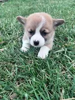 Ziggy, a male Pembroke Welsh Corgi for sale in Hopkinsville, KY – Photo 2 of 3