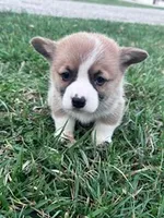 Ziggy, a male Pembroke Welsh Corgi for sale in Hopkinsville, KY – Photo 1 of 3