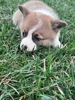 Ziggy, a male Pembroke Welsh Corgi for sale in Hopkinsville, KY – Photo 3 of 3