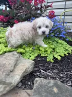 Frosty , a male Havanese for sale in Hopkinsville, KY – 5 of 6