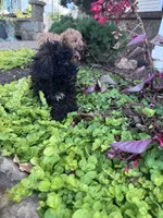 Vegas, a female Yorkipoo for sale in Hopkinsville, KY – 5 of 6