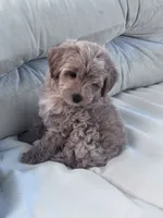 Pebbles, a female Yorkipoo for sale in Hopkinsville, KY – 7 of 7
