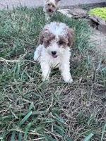 Pebbles, a female Poodle - Miniature  for sale in Hopkinsville, KY – 7 of 7