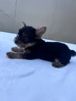 Jack, a male Yorkshire Terrier for sale in Hopkinsville, KY – 10 of 10