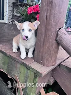 Dottie – Pembroke Welsh Corgi puppy for sale in Hopkinsville, KY