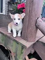 Dottie, a female Pembroke Welsh Corgi for sale in Hopkinsville, KY – 1 of 5