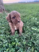 Charlie, a male Cavapoo for sale in Hopkinsville, KY – 5 of 5