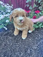 Teddy, a male Bichpoo for sale in Hopkinsville, KY – 5 of 5