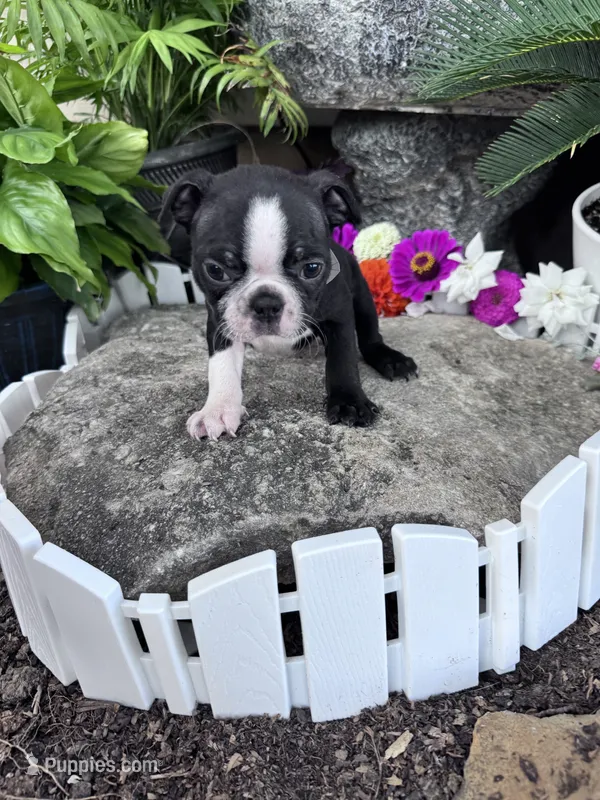 Louie – Boston Terrier puppy for sale in Hopkinsville, KY