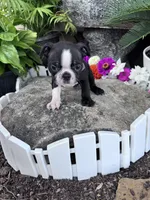Louie, a male Boston Terrier for sale in Hopkinsville, KY – 1 of 4